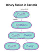 Vector illustration of Binary fission in Bacteria. Reproduction