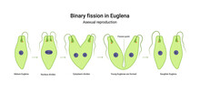 Binary Fission In Euglena. Vector Educational Illustration. Reproduction