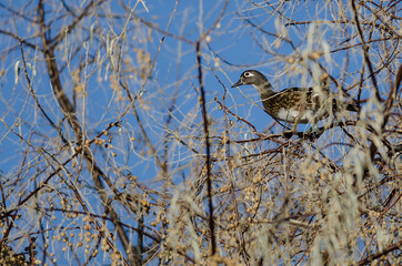 Wall Mural - Wood Duck Perched High in the Autumn Tree Tops