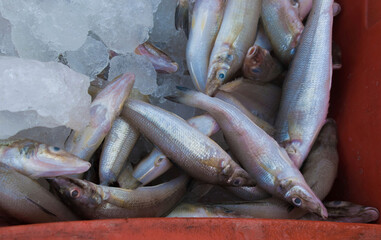 The northern whiting, Sillago sihama (also known as the silver whiting and sand smelt) fish kept on fish crate with ice.