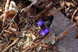 Group of early blue wild spring flowers besides a rock among dead grass, leaves, sticks and pieces of pine bark