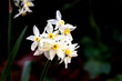 Paperwhites are part of the genus Narcissus which includes plants known as daffodils.