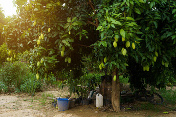 Close up of Fresh green Mangoes hanging on the mango tree in a garden farm with sunlight background harvest fruit thailand.