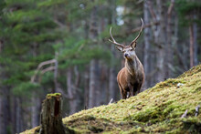 Red Deer Stag Walking Amongst The Pine Trees In Scotland