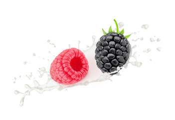 Poster - Blackberry and raspberry in milk splashes isolated on white background.