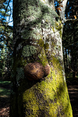 loupe sur le tronc d'un arbre