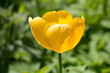 One bright yellow tulip flower, Tulipa Golden Oxford hybrid, blooming in the spring sunshine, close-up side view