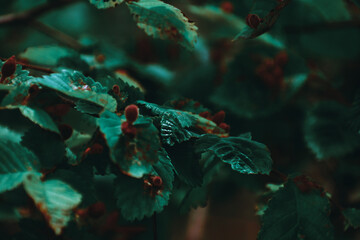 Closeup shot of dark leaves of a bush in a forest