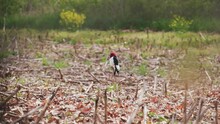Red-headed Woodpecker Perched On Stalk In Corn Field Near Forest.