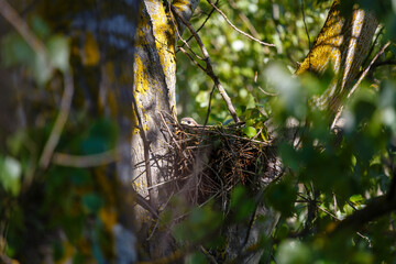 Wall Mural - Common Buzzard incubating in its nest in a poplar. Buteo buteo.