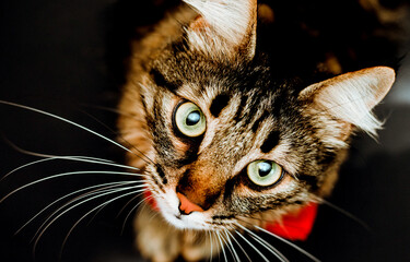 Wall Mural - A furry and tabby cat looks up at the camera. a close-up view of a cat on a black background.