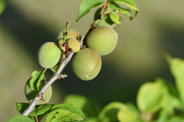 Poster - Japanese apricot fruits.  It is mainly used for Pickled plum and Plum wine.