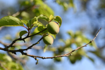 Wall Mural - Japanese apricot fruits.  It is mainly used for Pickled plum and Plum wine.