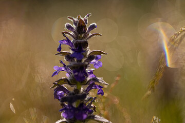 Wall Mural - A violet spring flower on a meadow during sunrise. A pleasant warm light, droplets of dew after a cold night. Isolated flower.