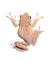 Wall Mural - tree Frog  isolated on white background