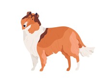 Dog Of Collie Breed Standing On White Background. Hairy Doggy With Shaggy Coat. Friendly Purebred Pet. Isolated Colored Flat Vector Illustration