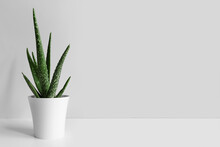 An Aloe Vera Plant In A Modern Pot On A White Wooden Table Against A Gray Wall. The Concept Of Minimalism