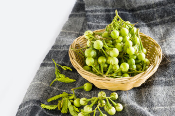 Green fruits of jurubeba