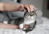 Fototapeta Koty - hand stroking a cat, cat and owner, funny muzzle of cat