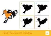 Find The Correct Shadow Quiz Learning Children Game With Simple Illustration Of A Hoopoe And Four Silhouette Shadows For The Youngest Children. Fun And Learning Of Wild Birds For Kids.