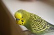© Vitaly_MOKK - Cute yellow green budgie boy sitting on a white windowsill. Closeup