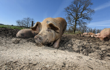 Wall Mural - porc cochon elevage ferme agriculture ferme wallonie Belgique