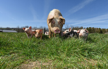 Canvas Print - porc cochon elevage ferme agriculture ferme wallonie Belgique