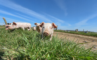 Poster - porc cochon elevage ferme agriculture ferme wallonie Belgique