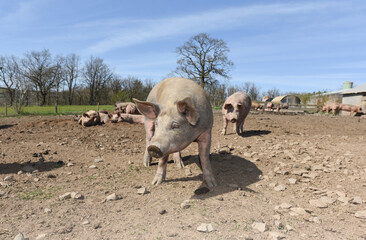 Wall Mural - porc cochon elevage ferme agriculture ferme wallonie Belgique