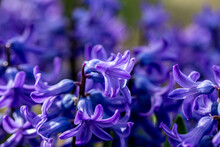 Blue Hyacinth In Garden Detail