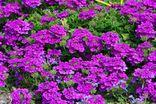Silene Acaulis, Beautiful Spring Purple Flower