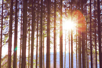 Wall Mural - beautiful spring forest with bright sunlight in the fog.