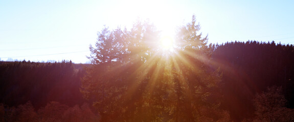 Wall Mural - the sun shines through a majestic green tree in a meadow.