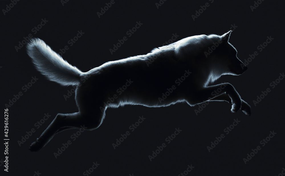飛び掛かる狼の側面シルエット（3Dイラストレーション） の Stock