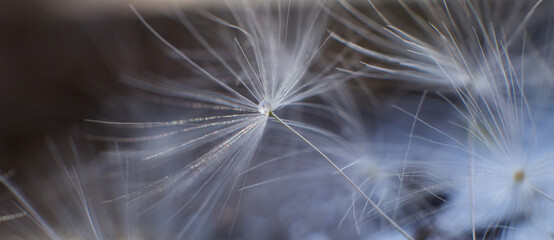 Wall Mural - a drop of water on dandelion.dandelion seed on a blue abstract floral background with copy space clo