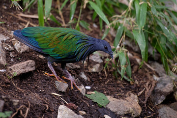 Poster - Pigeon de Nicobar