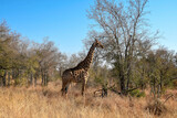 Fototapeta Sawanna - Giraffe in savannah environment in Kruger national Park, landscape photo.