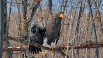 Steller's Sea Eagle is sitting on the tree branch and looking at the camera in the forest park