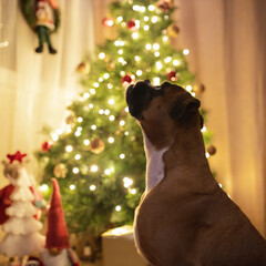 Sticker - Closeup shot of a cute dog looking at the illuminated Christmas tree