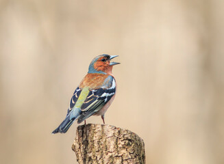 Canvas Print -  male finch bird stands in a spring park on a tree stump and sings a song