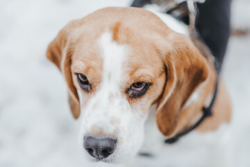 Poster - Portrait of a beautiful Beagle dog in the winter forest