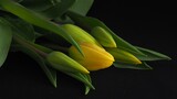 Fototapeta Tulipany - żółte tulipany