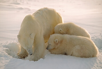 Poster - Polar bear with her cubs