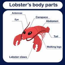 Educational Vector Illustration With Lobster Body Parts