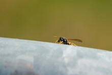 Wasp (Vespula Germanica) On The Handrail Of A Railing In Summer