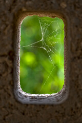 Spider Net