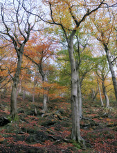 Autumn Woodland With Colorful Leaves And Tall Trees Growing In A Moss Covered Rocky Hillside