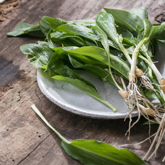 Raw organic green ramps or wild garlic