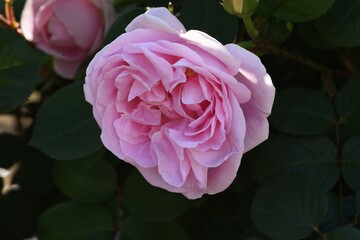 Sticker - Roses in the Rose Garden.