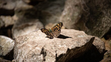 Butterfly On A Rock